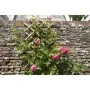 Nature Garden Trellis 70x180 cm Bamboo 6040721 by , Pergolas, arches and garden trellises - Ref: Foro24-409344, Price: 37,24 ...