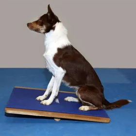 FitPAWS Riesiges blaues Wackelbrett 75x75 cm von , Trainingsgeräte für Haustiere - Ref: Foro24-433828, Preis: 221,21 €, Rabat...