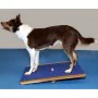FitPAWS Riesiges blaues Wackelbrett 75x75 cm von , Trainingsgeräte für Haustiere - Ref: Foro24-433828, Preis: 221,21 €, Rabat...