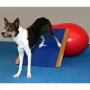 FitPAWS Riesiges blaues Wackelbrett 75x75 cm von , Trainingsgeräte für Haustiere - Ref: Foro24-433828, Preis: 221,21 €, Rabat...
