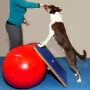 FitPAWS Riesiges blaues Wackelbrett 75x75 cm von , Trainingsgeräte für Haustiere - Ref: Foro24-433828, Preis: 221,21 €, Rabat...