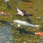 Ubbink AlgClear UVC 10000 11 W by , Accessories for ponds and fountains - Ref: Foro24-403648, Price: 101,22 €, Discount: %
