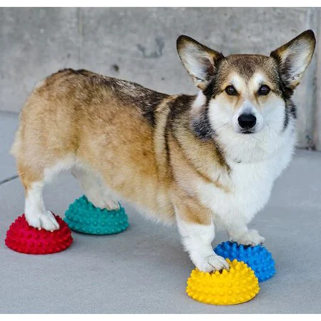 FitPAWS Accesorios de equilibrio para patas de mascotas 4 unidades von , Trainingsgeräte für Haustiere - Ref: Foro24-433835, ...