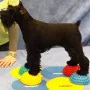 FitPAWS Accesorios de equilibrio para patas de mascotas 4 unidades von , Trainingsgeräte für Haustiere - Ref: Foro24-433835, ...