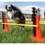 FitPAWS Juego de obstáculos by , Pet Exercise Equipment - Ref: Foro24-433823, Price: 191,46 €, Discount: %
