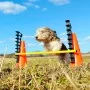 FitPAWS Juego de obstáculos by , Pet Exercise Equipment - Ref: Foro24-433823, Price: 191,46 €, Discount: %