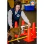 FitPAWS Juego de obstáculos by , Pet Exercise Equipment - Ref: Foro24-433823, Price: 191,46 €, Discount: %