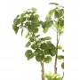 Emerald Árbol Polyscias artificial 135 cm 420292 by , artificial flora - Ref: Foro24-414511, Price: 112,12 €, Discount: %