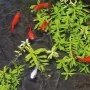 Ubbink Tratamiento para algas de estanque Aqua Oxy 500 ml by , Accessories for ponds and fountains - Ref: Foro24-428547, Pric...
