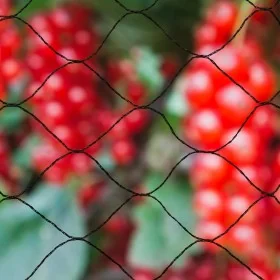 Nature Red protectora de pájaros negra Primo 10x4 m 6030406 von , Gartenzubehör - Ref: Foro24-409382, Preis: 26,10 €, Rabatt: %