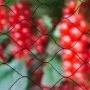 Nature Red protectora de pájaros negra Primo 10x4 m 6030406 by , Gardening accessories - Ref: Foro24-409382, Price: 26,10 €, ...