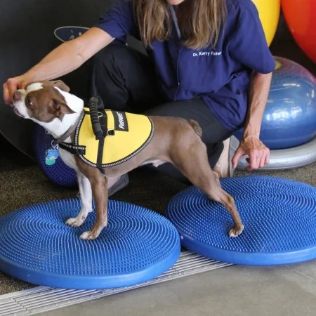 FitPAWS Disco de equilibrio para mascotas azul 56 cm by , Pet Exercise Equipment - Ref: Foro24-433819, Price: 92,84 €, Discou...