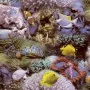 Noordwand Papel Good Vibes Coral and Tropical Fish amarillo morado by , Painted paper - Ref: Foro24-440437, Price: 19,78 €, D...