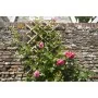Nature Enrejado de jardín 100x200 cm bambú 6040722 von , Pergolen, Bögen und Gartenspaliere - Ref: Foro24-409345, Preis: 53,3...