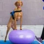 FitPAWS Pelota de equilibrio para mascotas TRAX Donut morado 55 cm von , Trainingsgeräte für Haustiere - Ref: Foro24-428432, ...