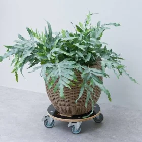 Nature Soporte con ruedas para plantas redondo madera negro Ø38 cm by , Pot stands - Ref: Foro24-446406, Price: 45,29 €, Disc...