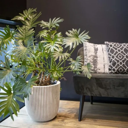 Capi Macetero Groove marfil 43x41 cm | Foro24.es | Tu tienda online para hogar, jardín y más Foro24.es