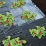 Nature Mantillo para fresas 1,4x20 m 6030231 by , Mulch - Ref: Foro24-419717, Price: 26,83 €, Discount: %