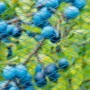 Nature Red protectora de pájaros Nano azul 10x4 m von , Gartenzubehör - Ref: Foro24-423502, Preis: 50,03 €, Rabatt: %