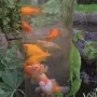 Ubbink Torre para peces 100 cm acrílico de , Accesorios para estanques y fuentes - Ref: Foro24-423537, Precio: 207,81 €, Desc...