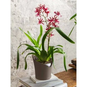 LECHUZA Jardinera ORCHIDEA ALL-IN-ONE gris taupe Ø 18 cm by , Pots and planters - Ref: Foro24-446114, Price: 20,75 €, Discoun...