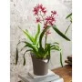 LECHUZA Jardinera ORCHIDEA ALL-IN-ONE gris taupe Ø 18 cm by , Pots and planters - Ref: Foro24-446114, Price: 20,75 €, Discoun...