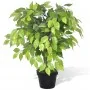 Artificial Dwarf Ficus Plant in Pot, 60cm by vidaXL, artificial flora - Ref: Foro24-241358, Price: 36,61 €, Discount: %