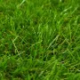 Grüner Kunstrasen 1x10 m/40 mm von vidaXL, Künstliche Flora - Ref: Foro24-318331, Preis: 159,44 €, Rabatt: %