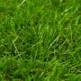 Green artificial grass 1x10 m/40 mm by vidaXL, artificial flora - Ref: Foro24-318331, Price: 159,44 €, Discount: %