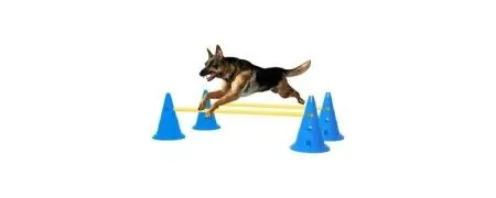 Pet Exercise Equipment